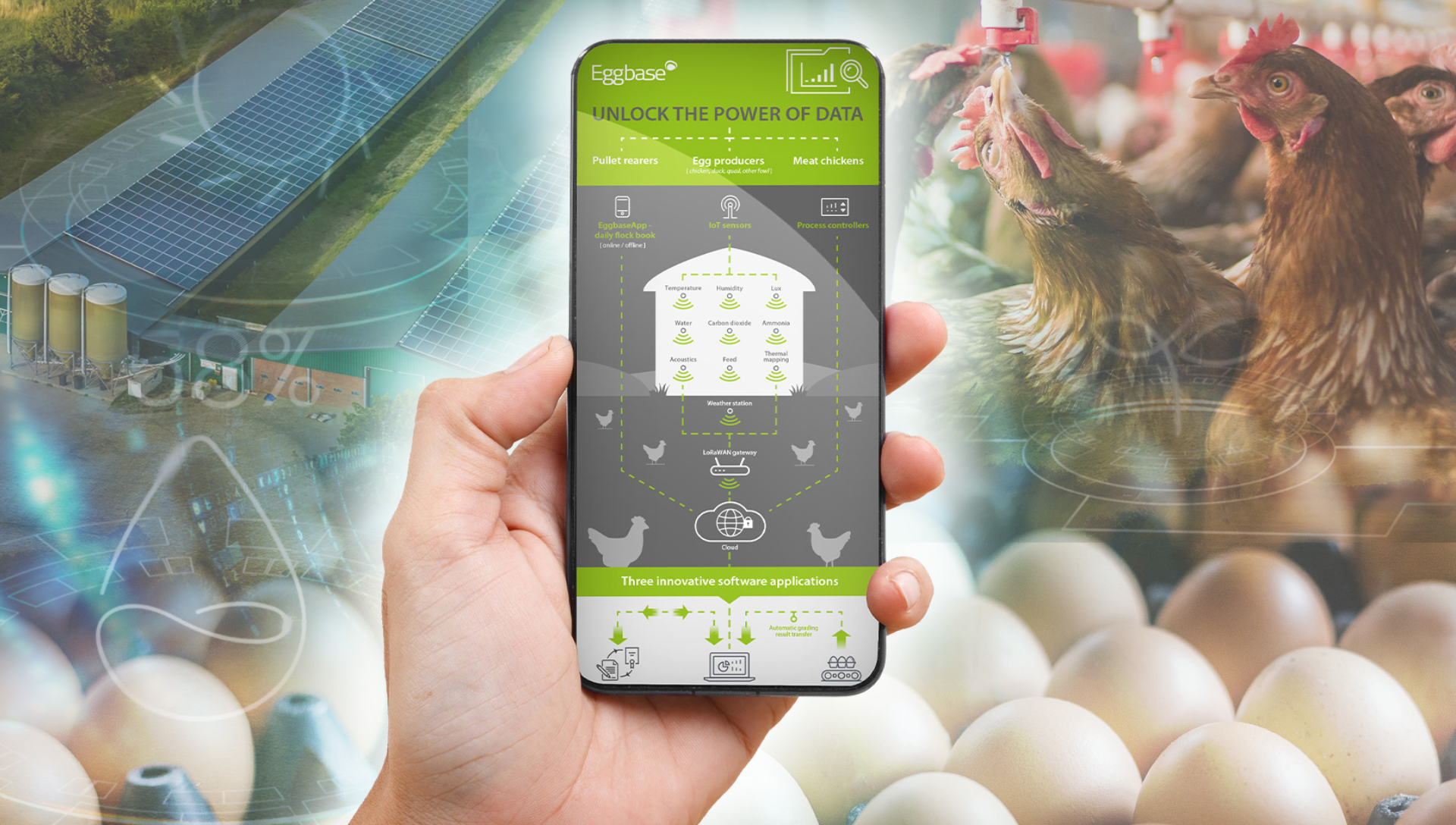 Eggbase – An Unrivalled Source Of Primary Data For Poultry Businesses