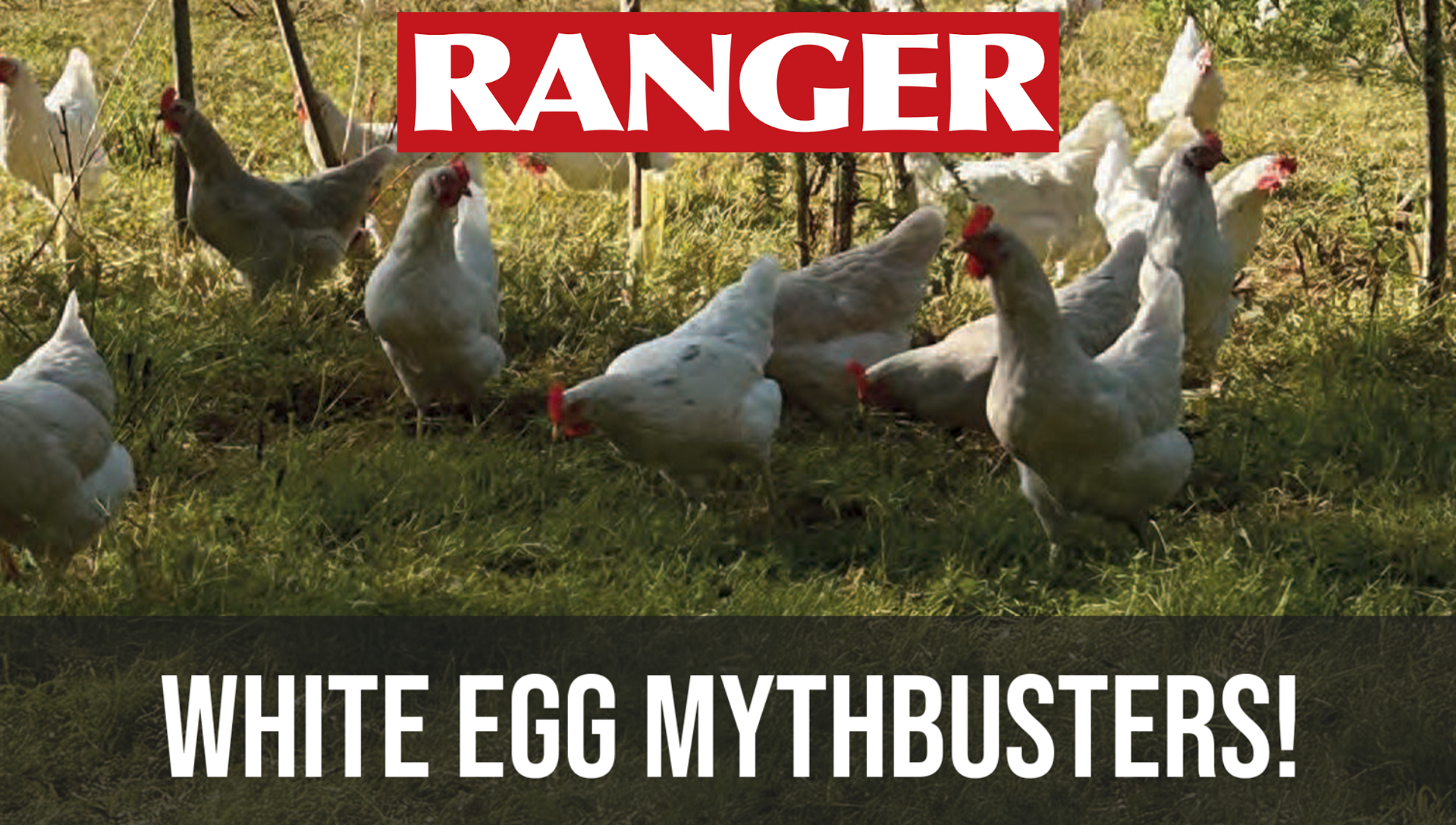 When It Comes To White Eggs, The Value Of Data Is No Myth!