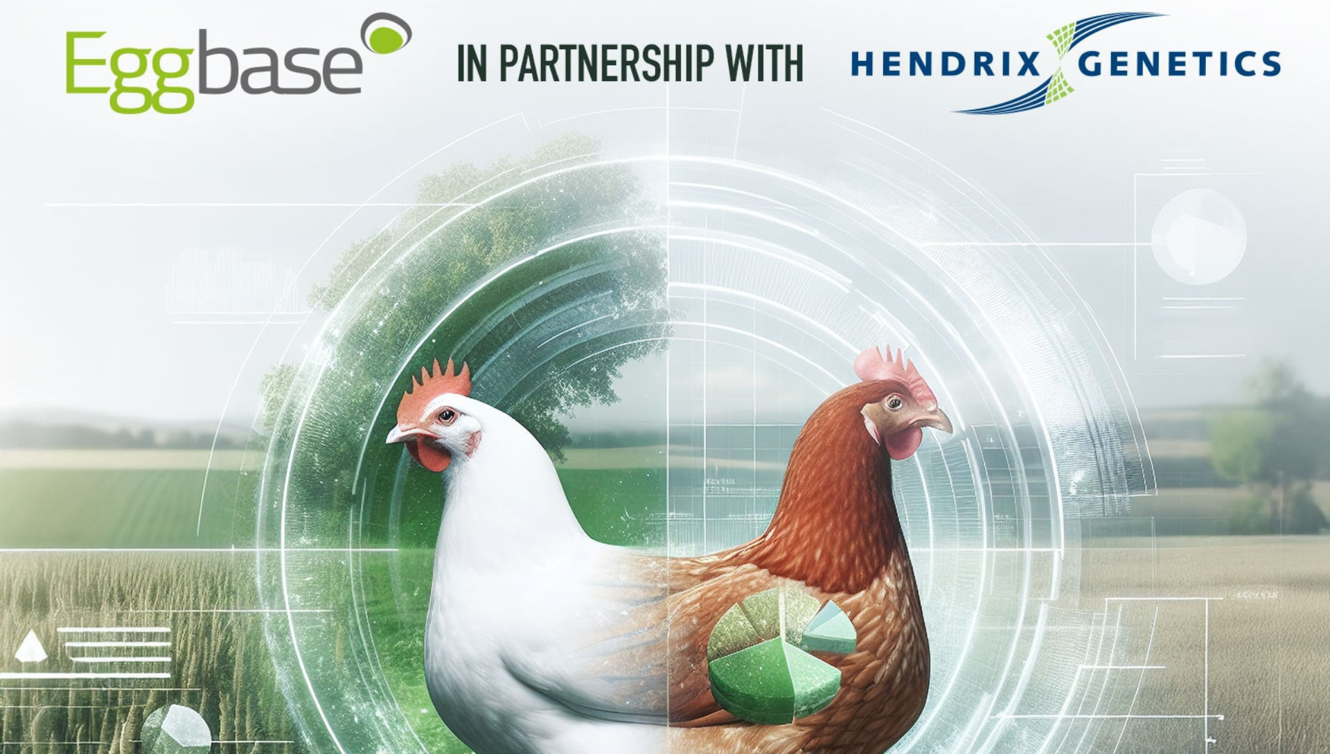 Eggbase Working In Partnership With Hendrix Genetics